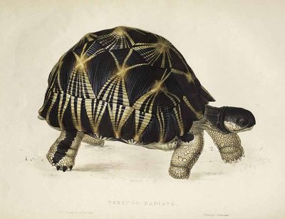 Testudo radiata af Edward Lear